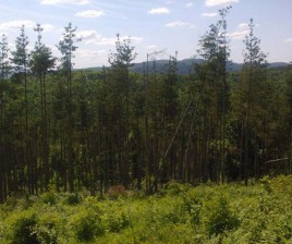 Forest for sale near Veliko Tarnovo - 12292